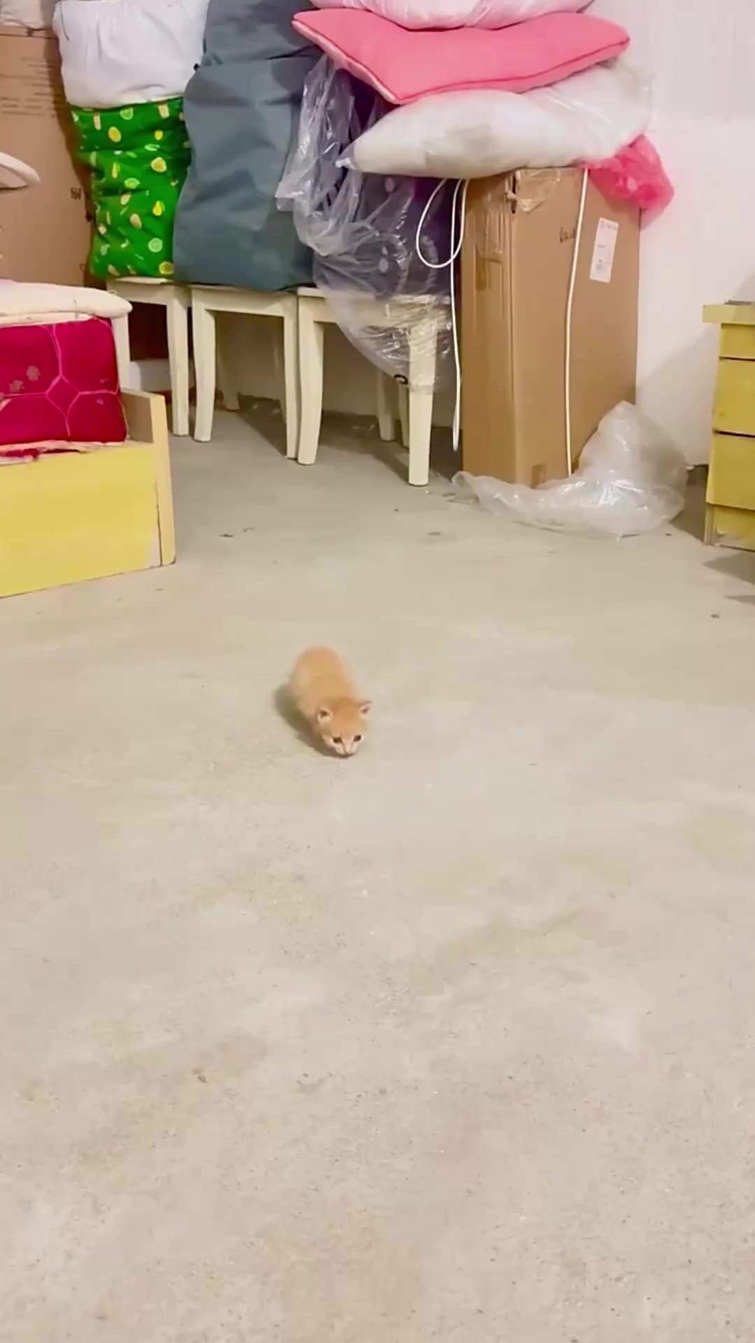 @catbosssss