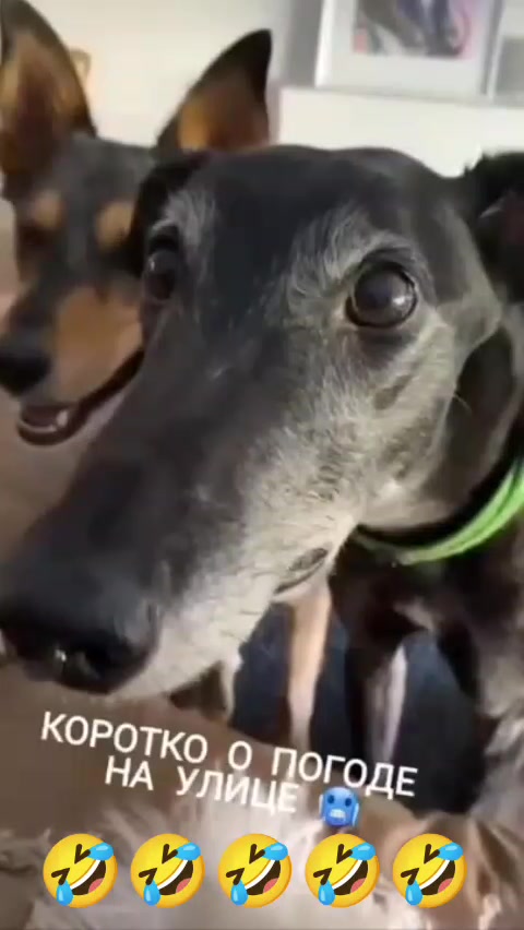 @Дэнчик Кэт