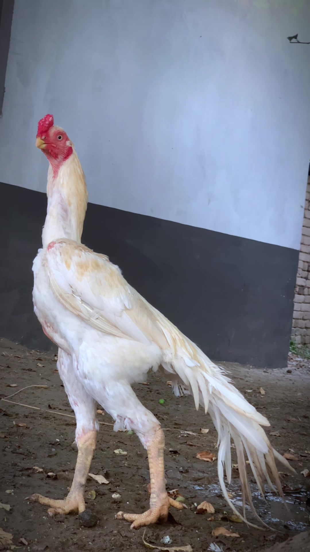 @Birds_Goat