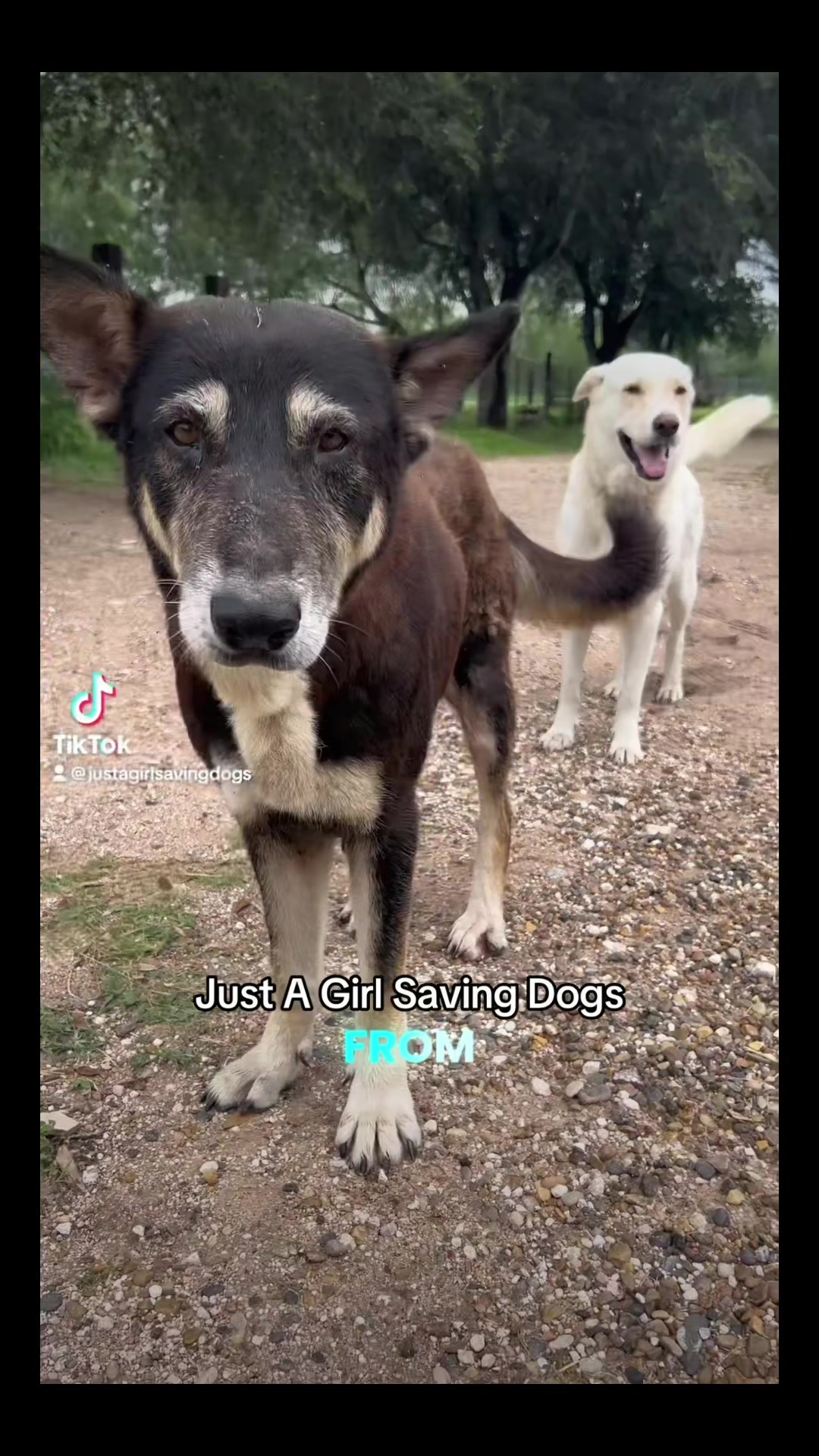 @Just A Girl Saving Dogs