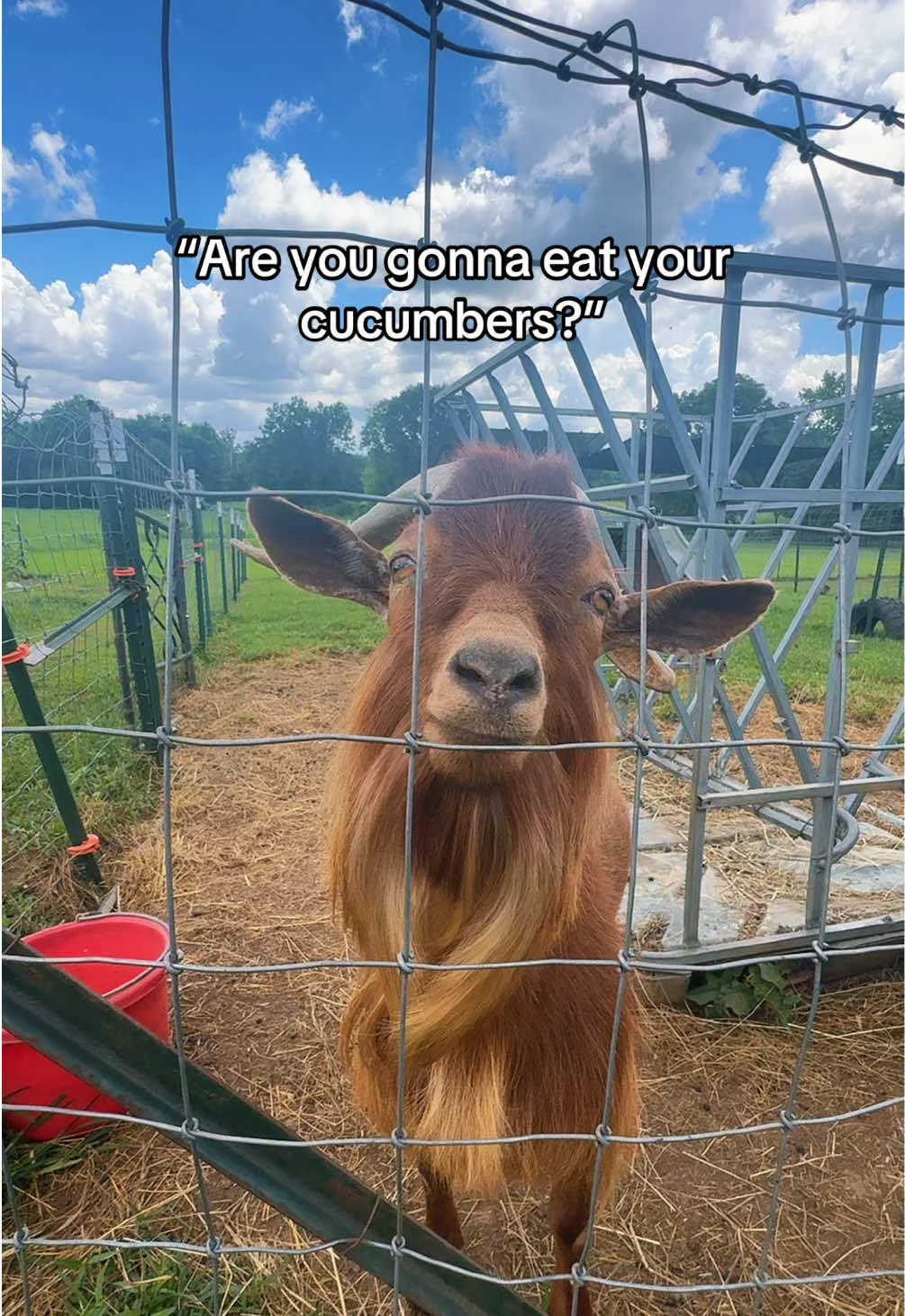 @Momma Tay🐐🐓👩🏼🌾💕