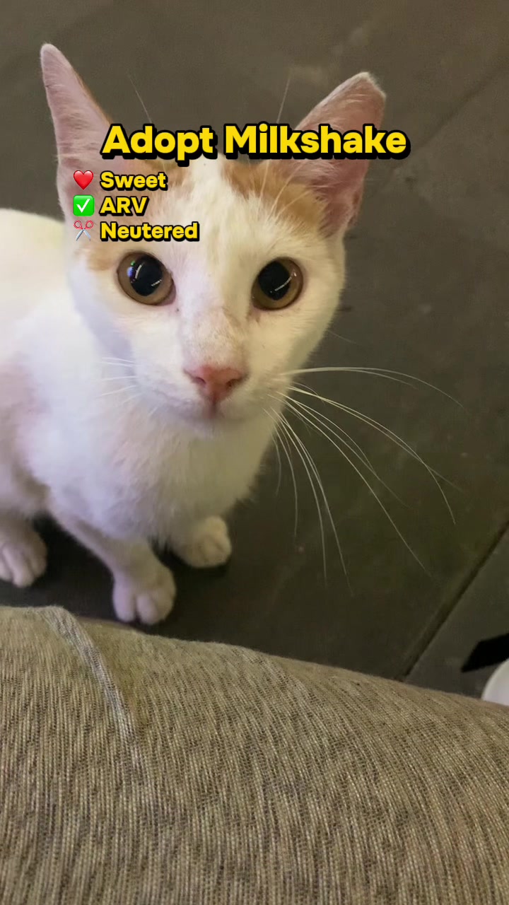 @Cats of BGC
