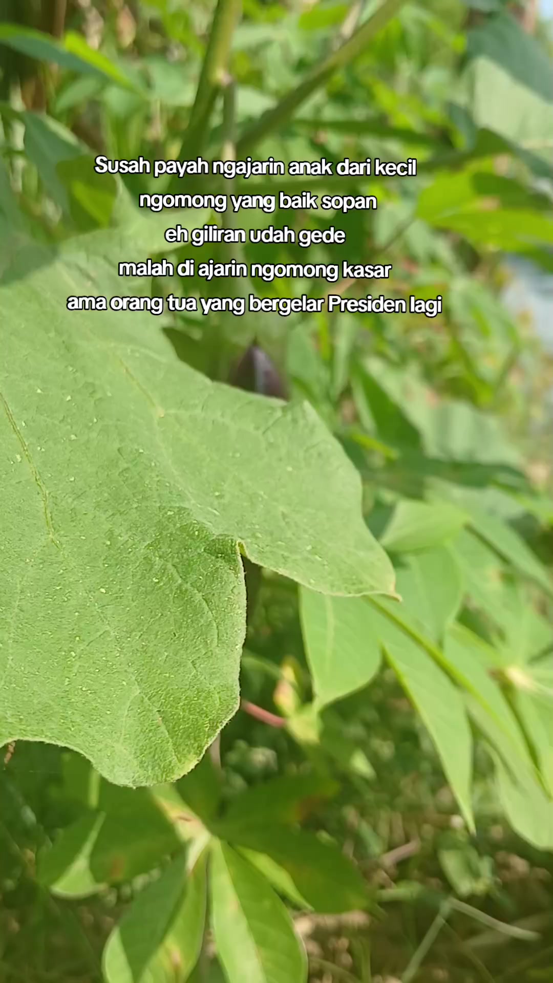 @Midutt