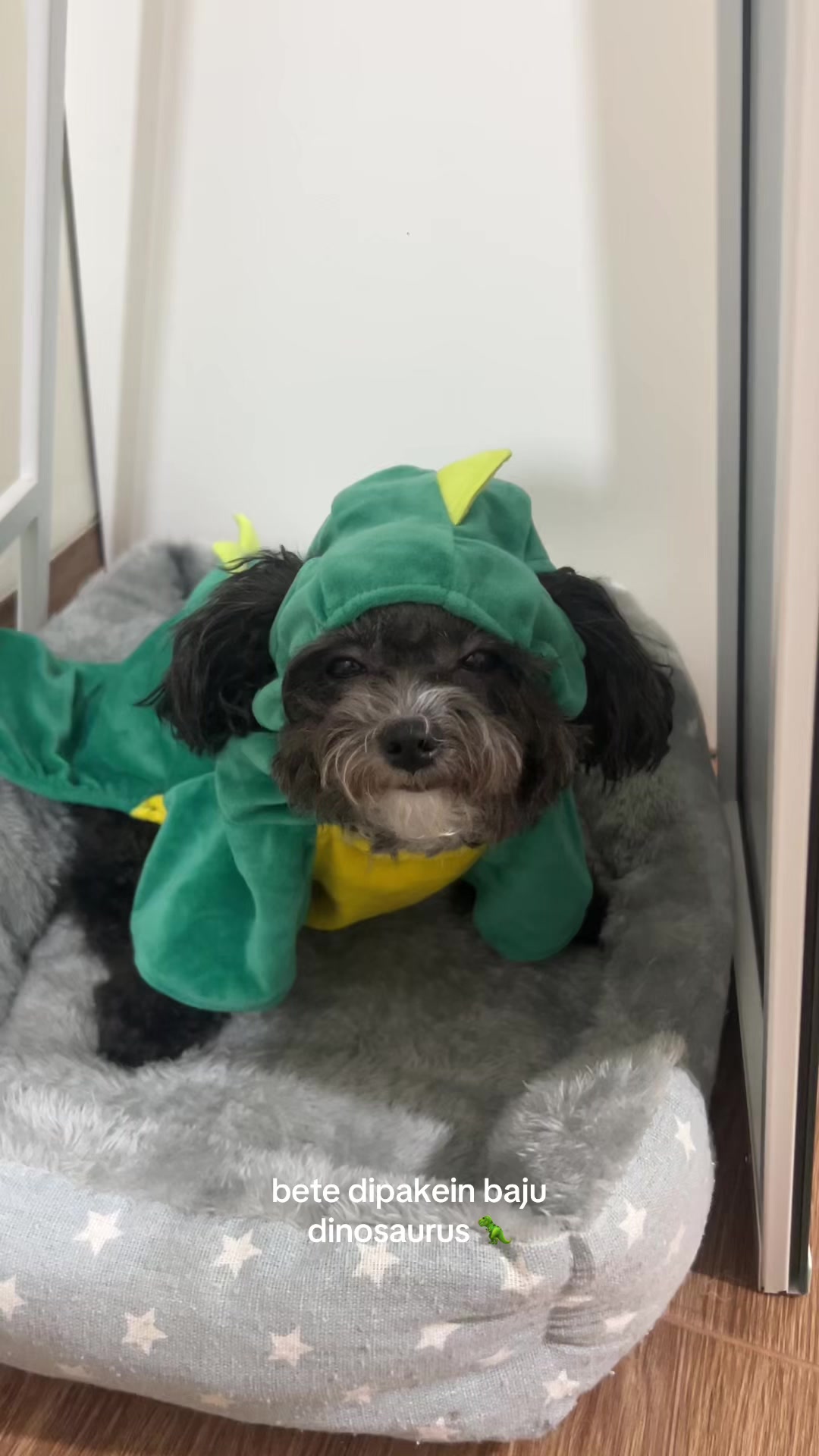 @chippi the poochon