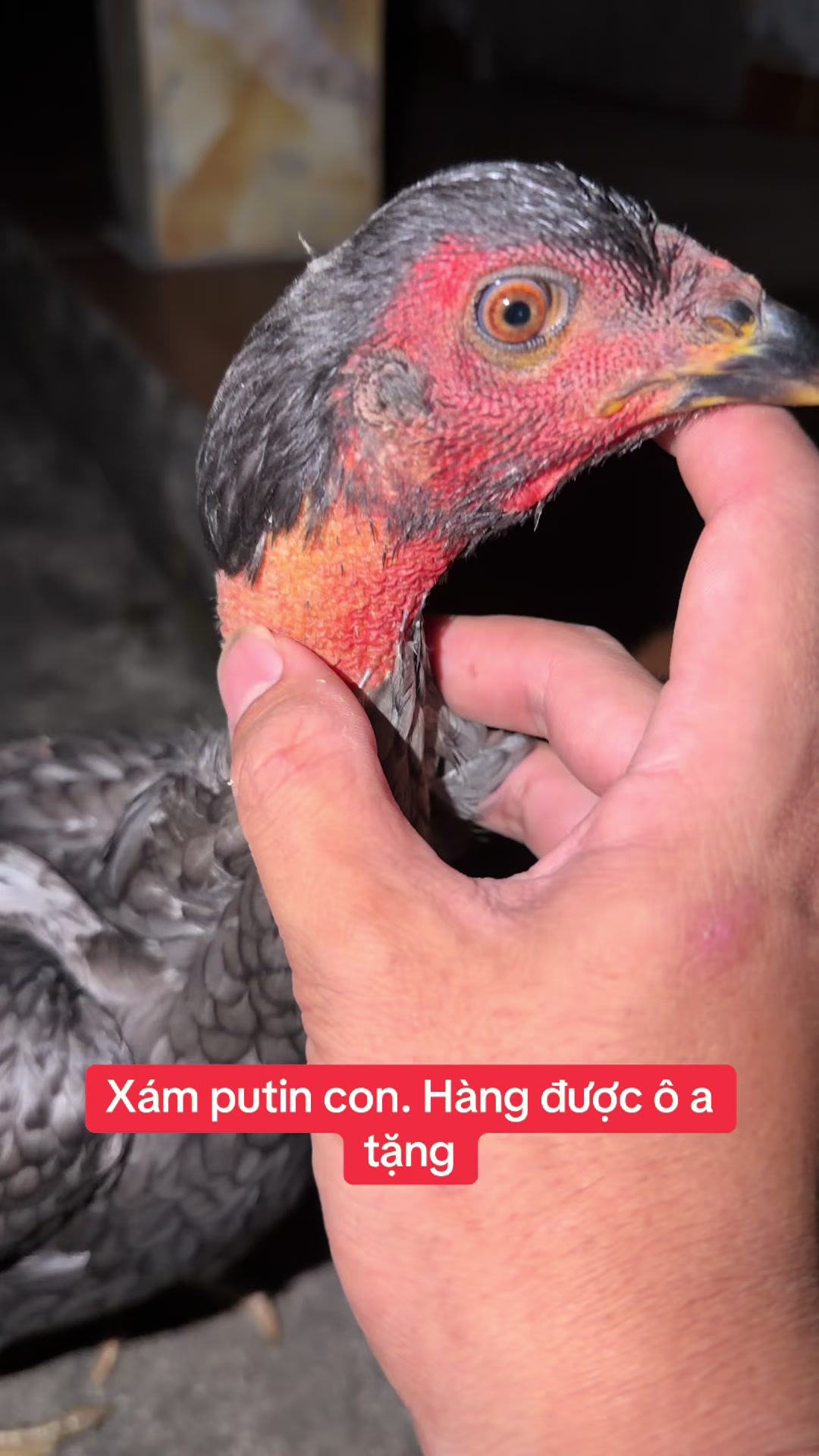 @Quyền Ba V&igrave;
