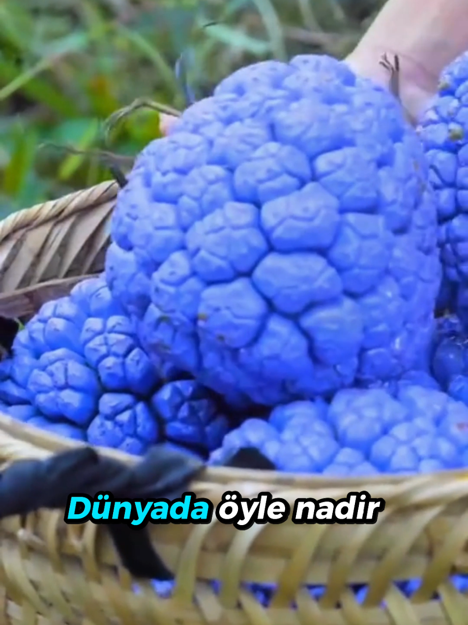 @beynegrafya