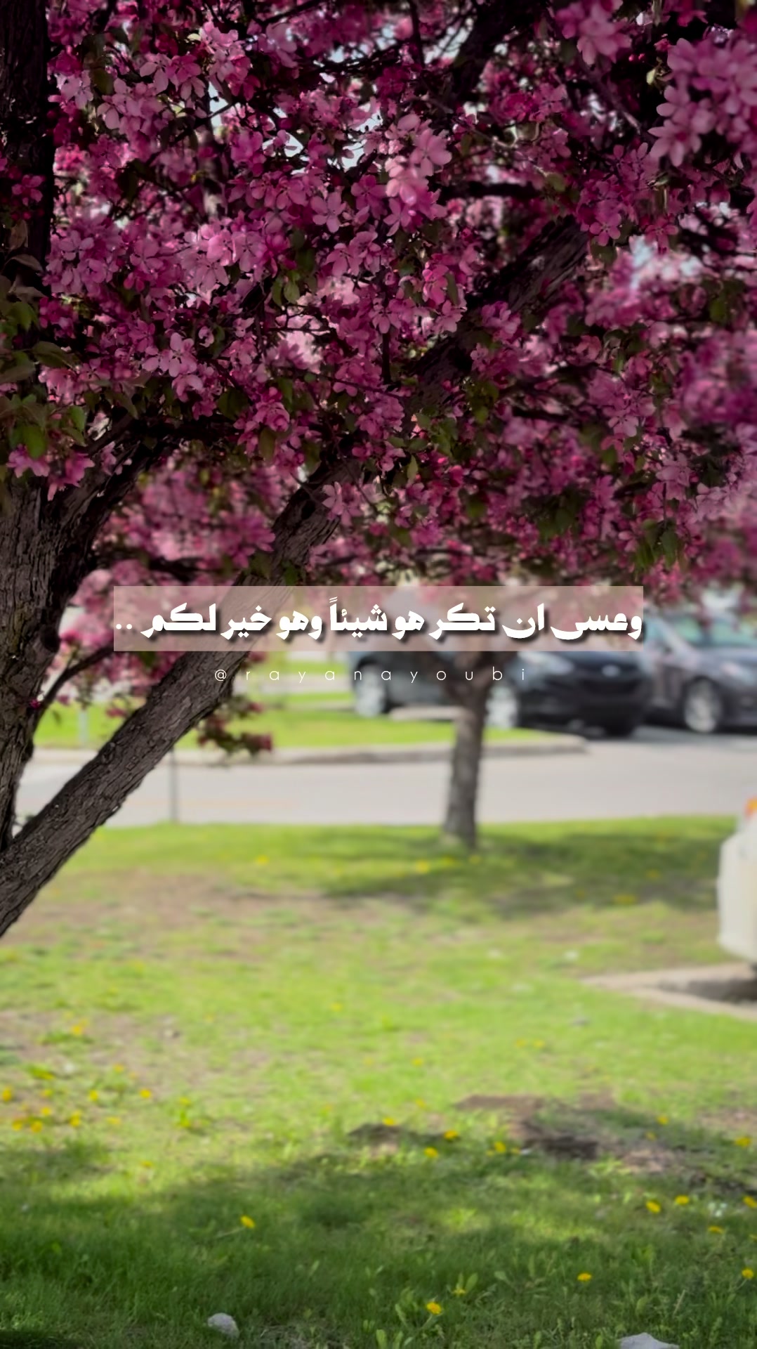 @Rayan El Ayoubi