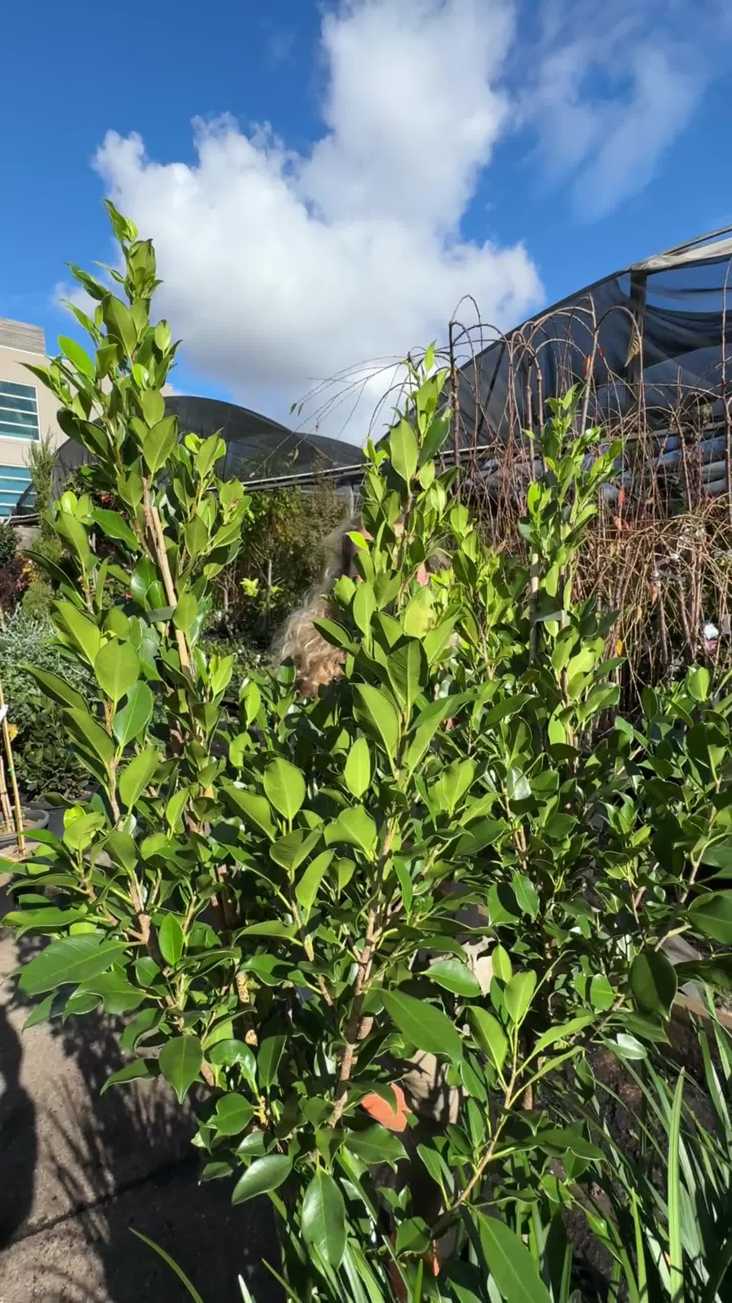 @Hello Hello Plants Nursery