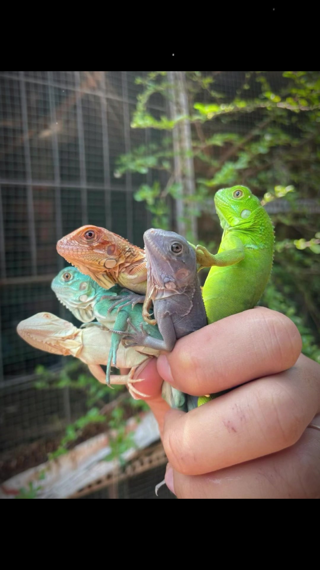 @網上看魚
