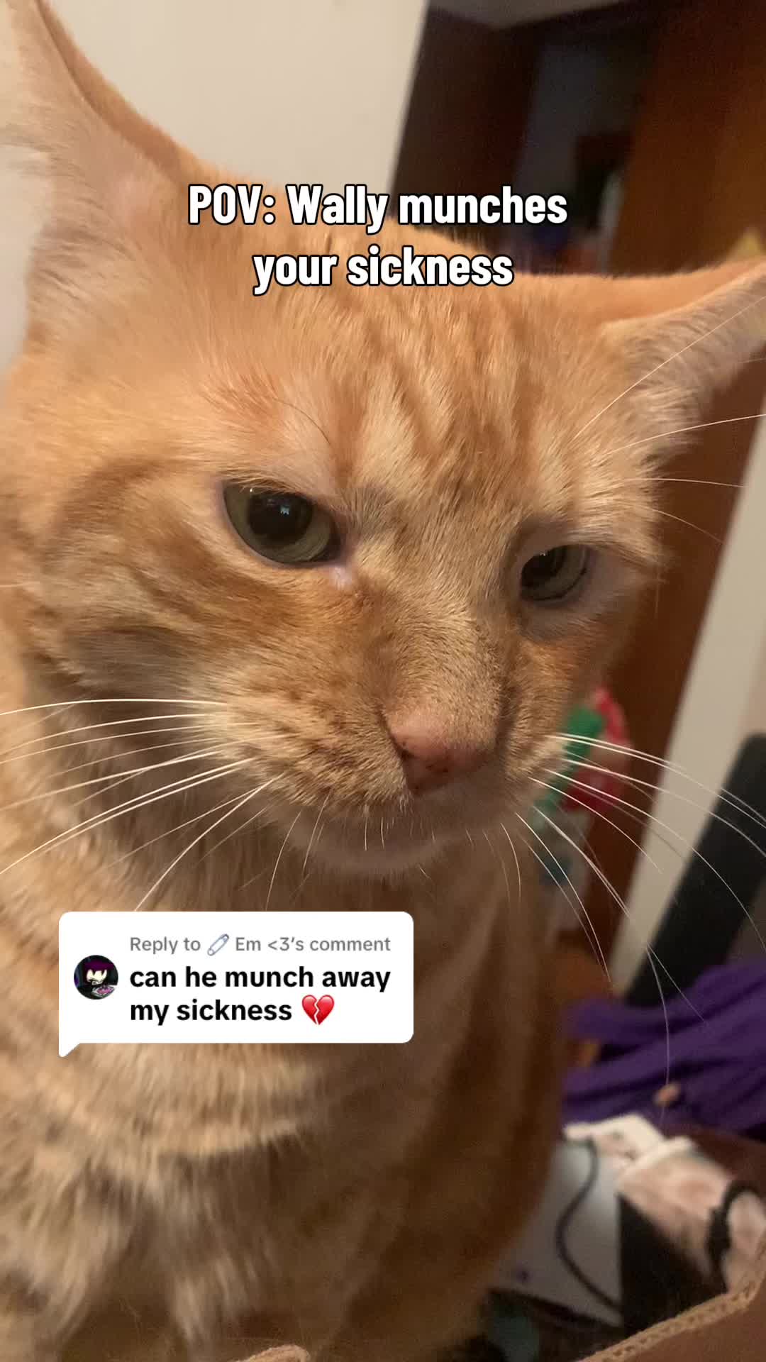 @diycatgeek (Wally & Howl)