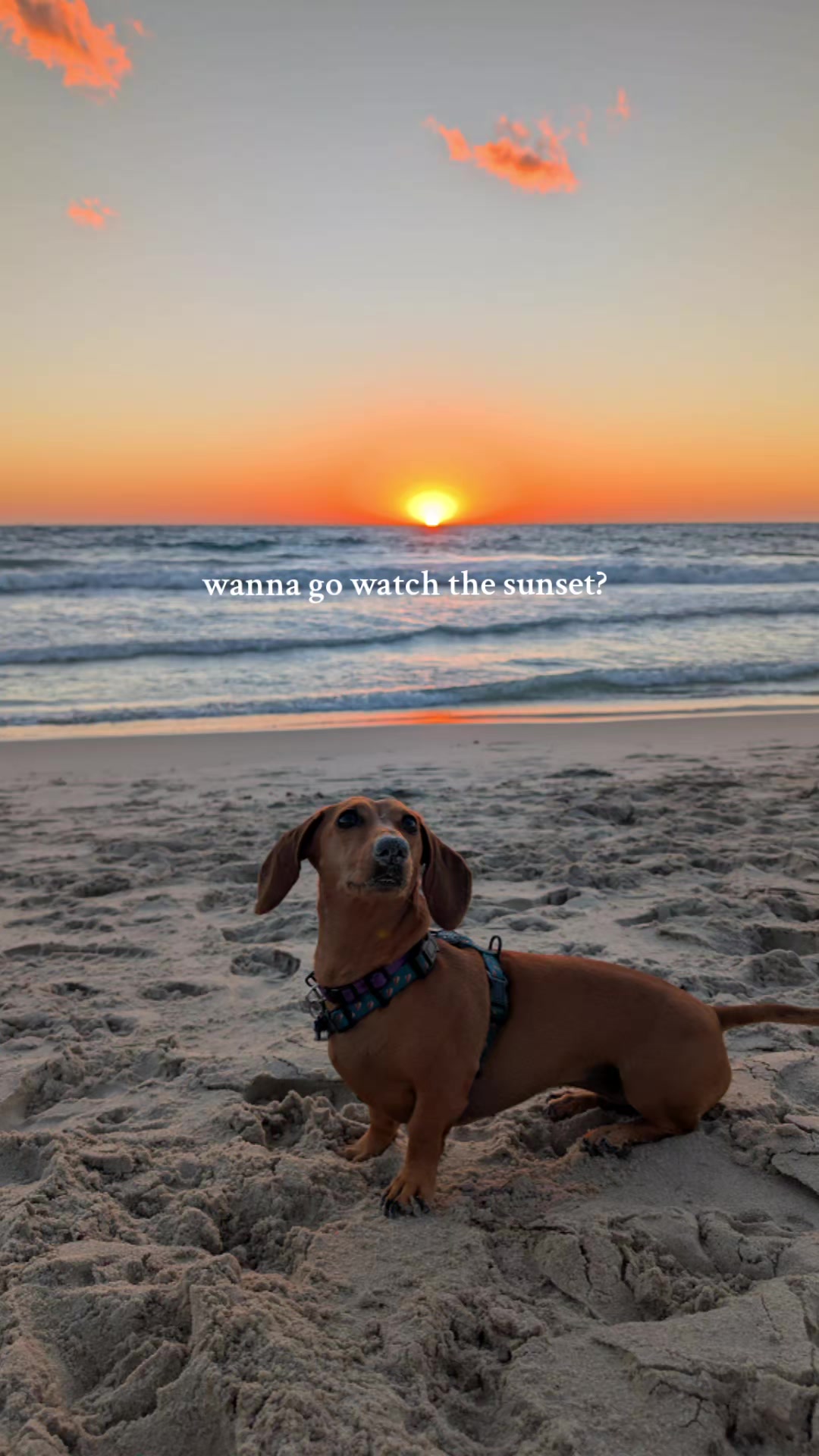 @The Dachshund Diaries 🐾