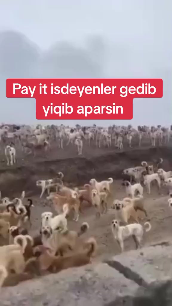 @volkadov_Azərbayjan