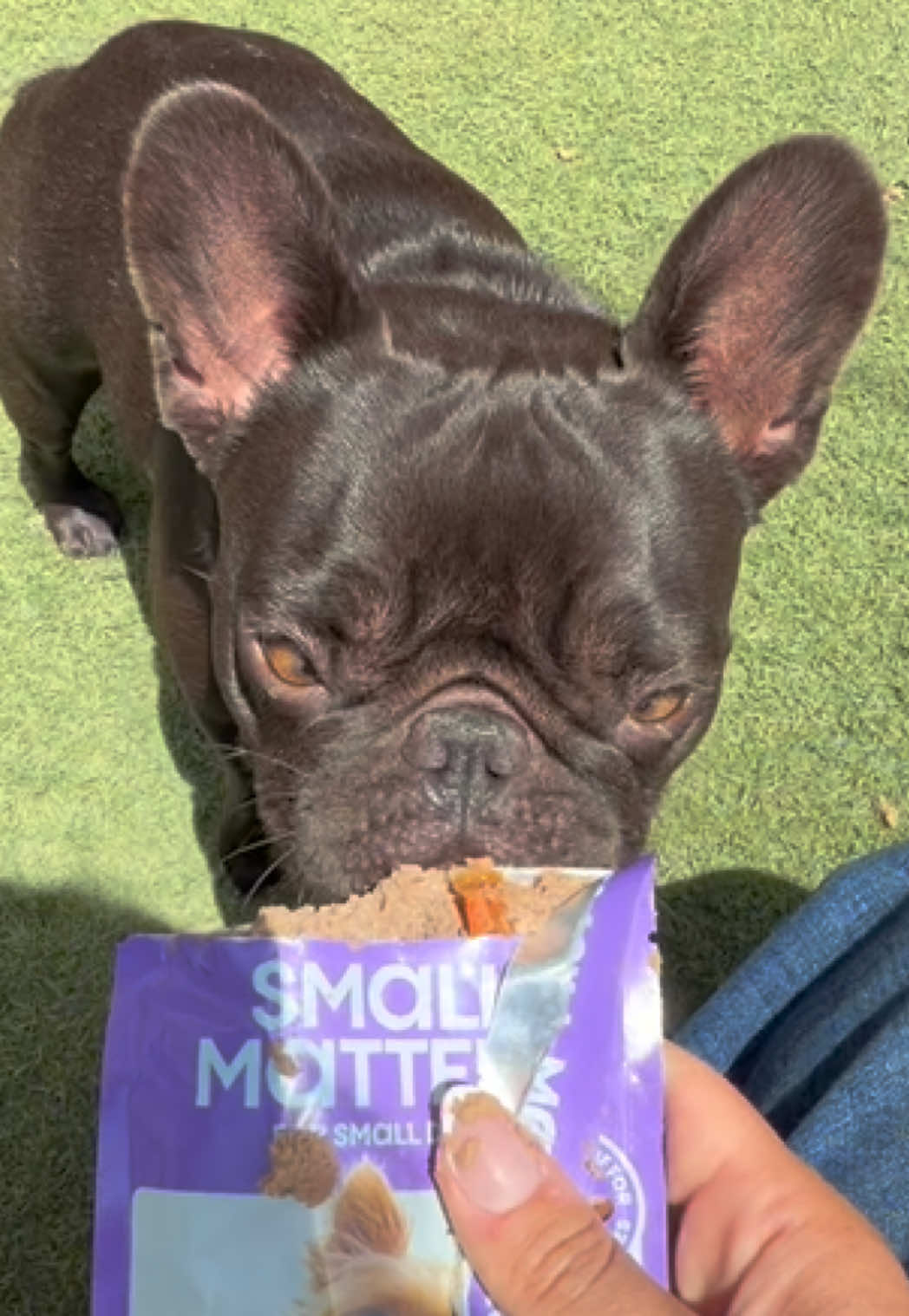 @Mabel the Frenchie