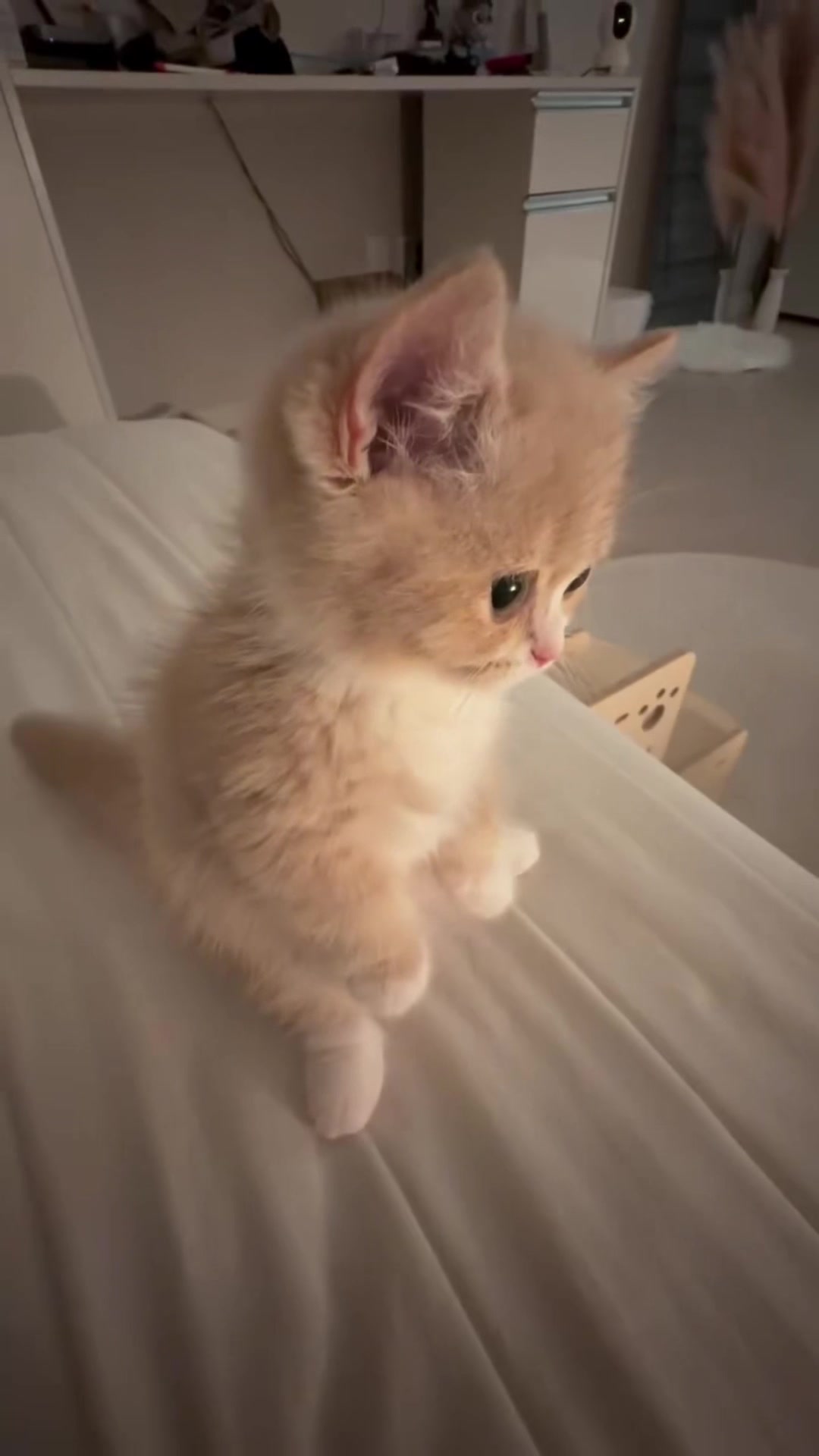 @kloutkittens