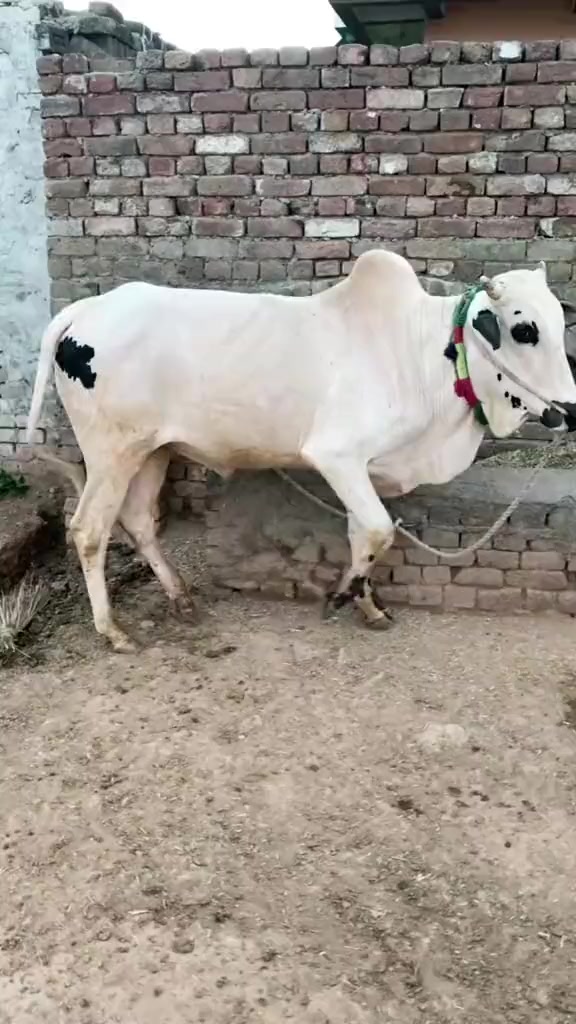 @Maan MuGhaL94 RawaT🔥👑