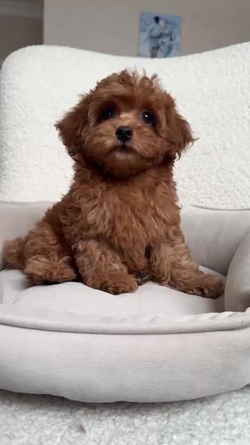 @Maltipoo Puppy Place