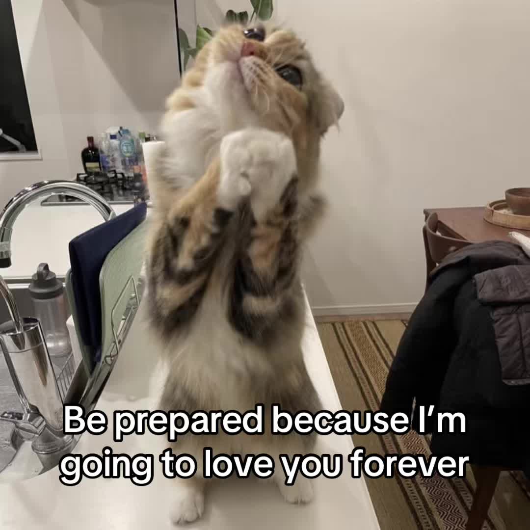 @LavanderCat