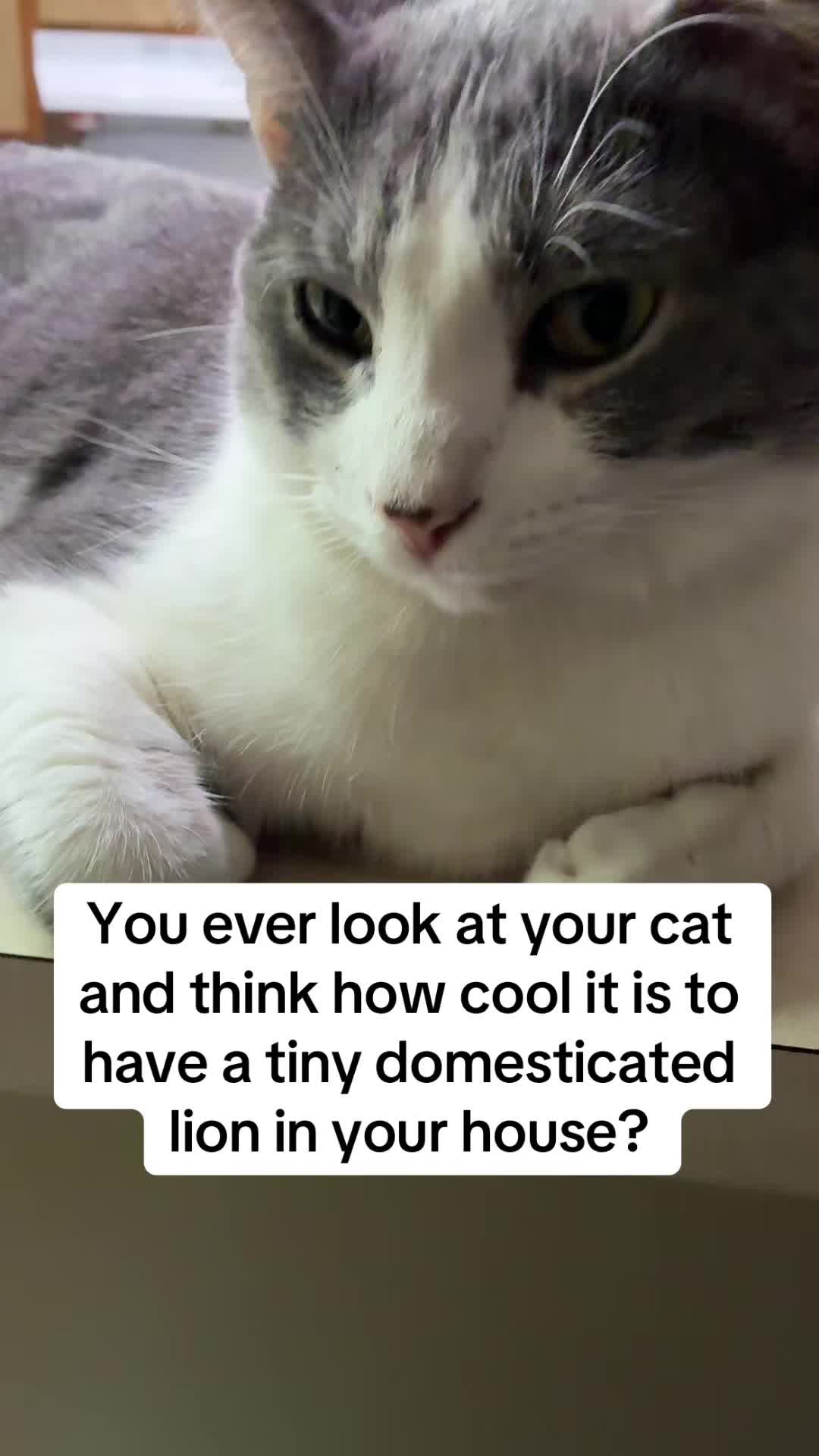 @Neighborhood Cat Man