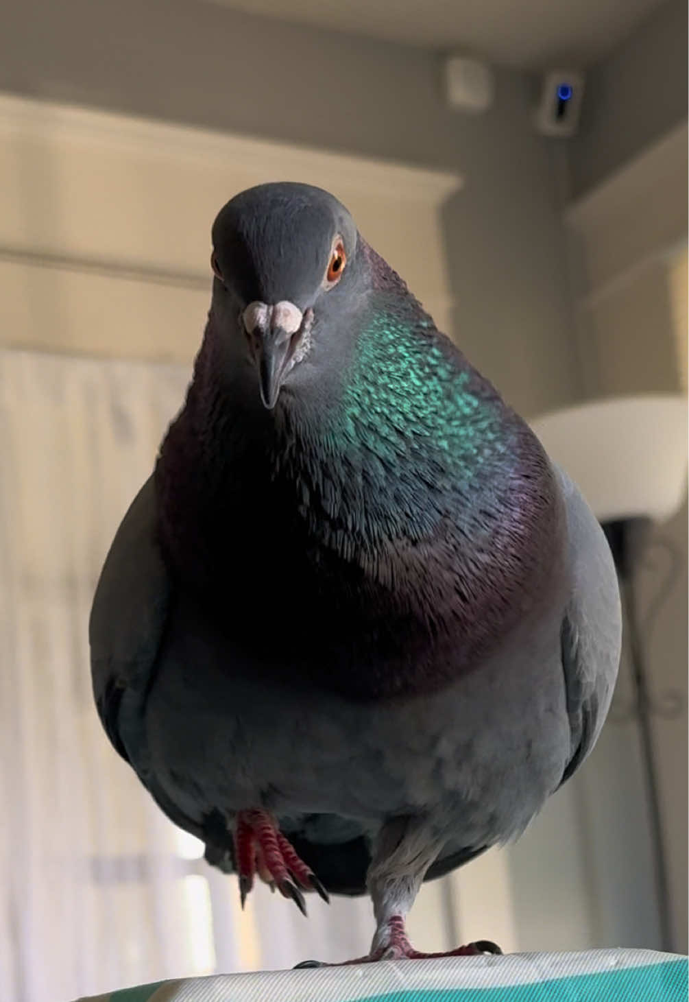 @Beebee The Pigeon