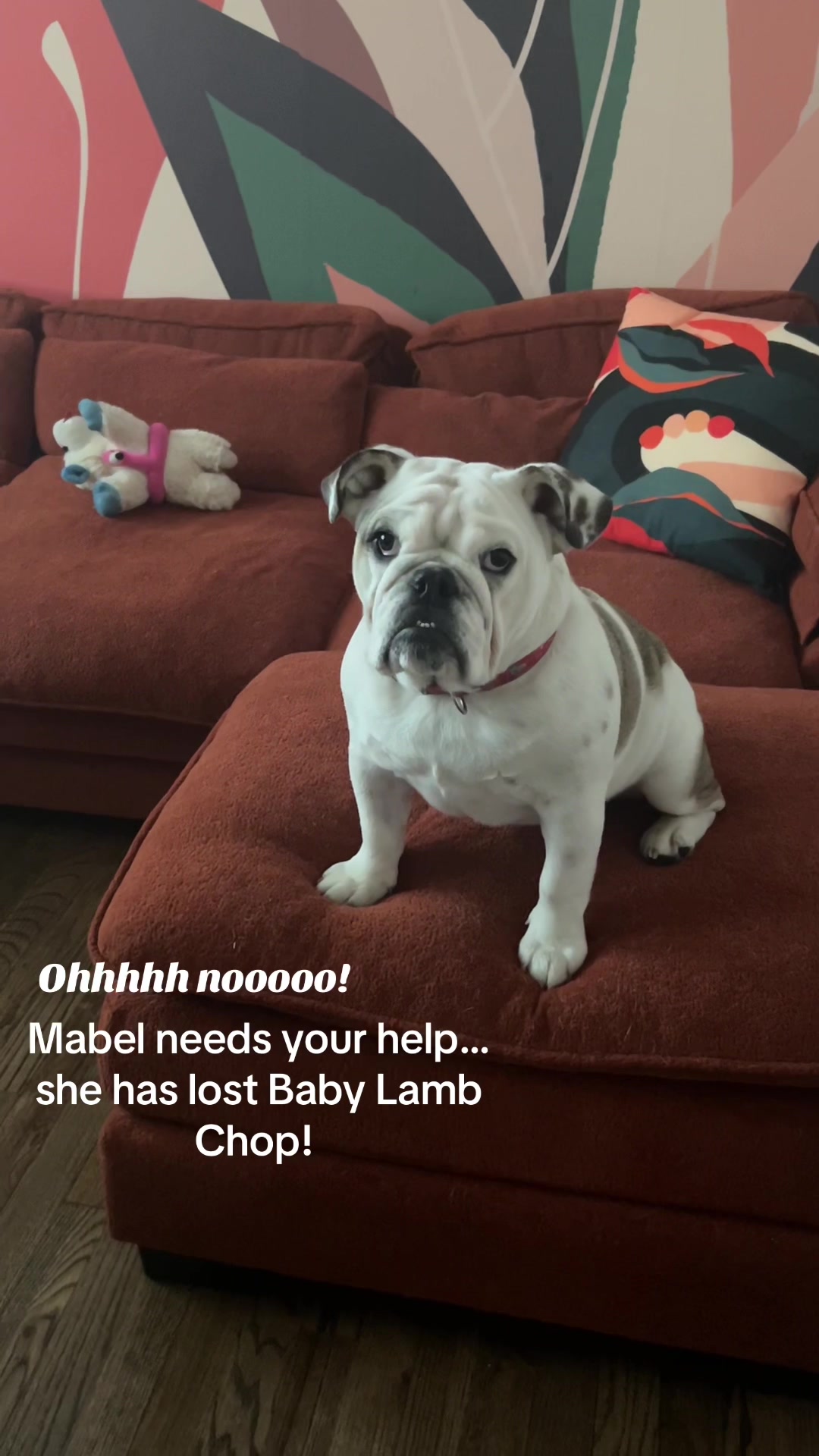 @MabeltheBulldog