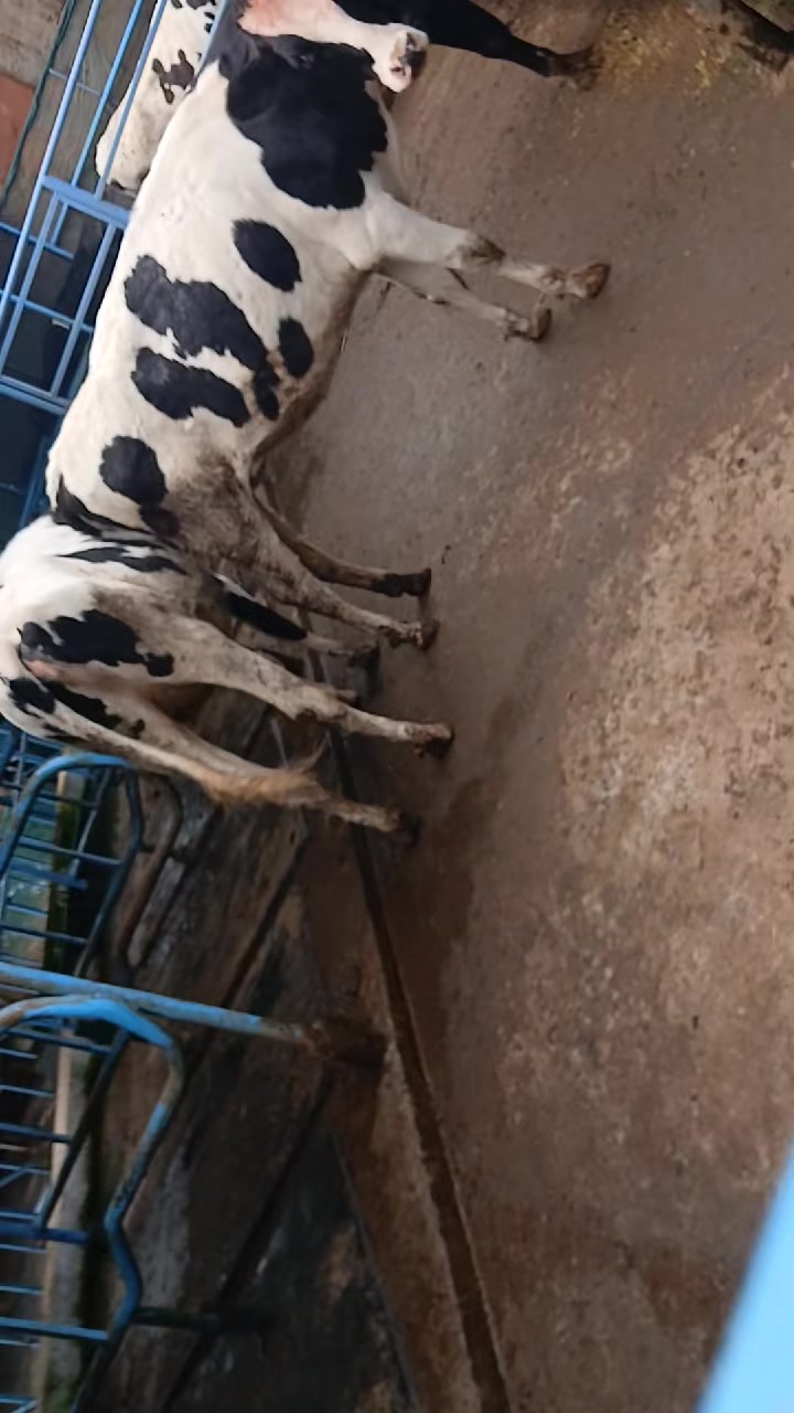 @Dennis Mukundi Wambui