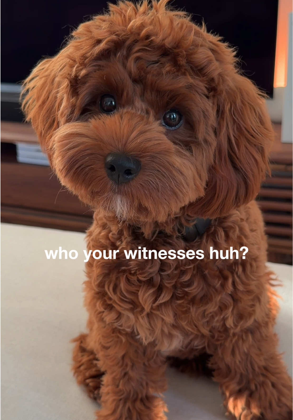 @Lilo The Cockapoo
