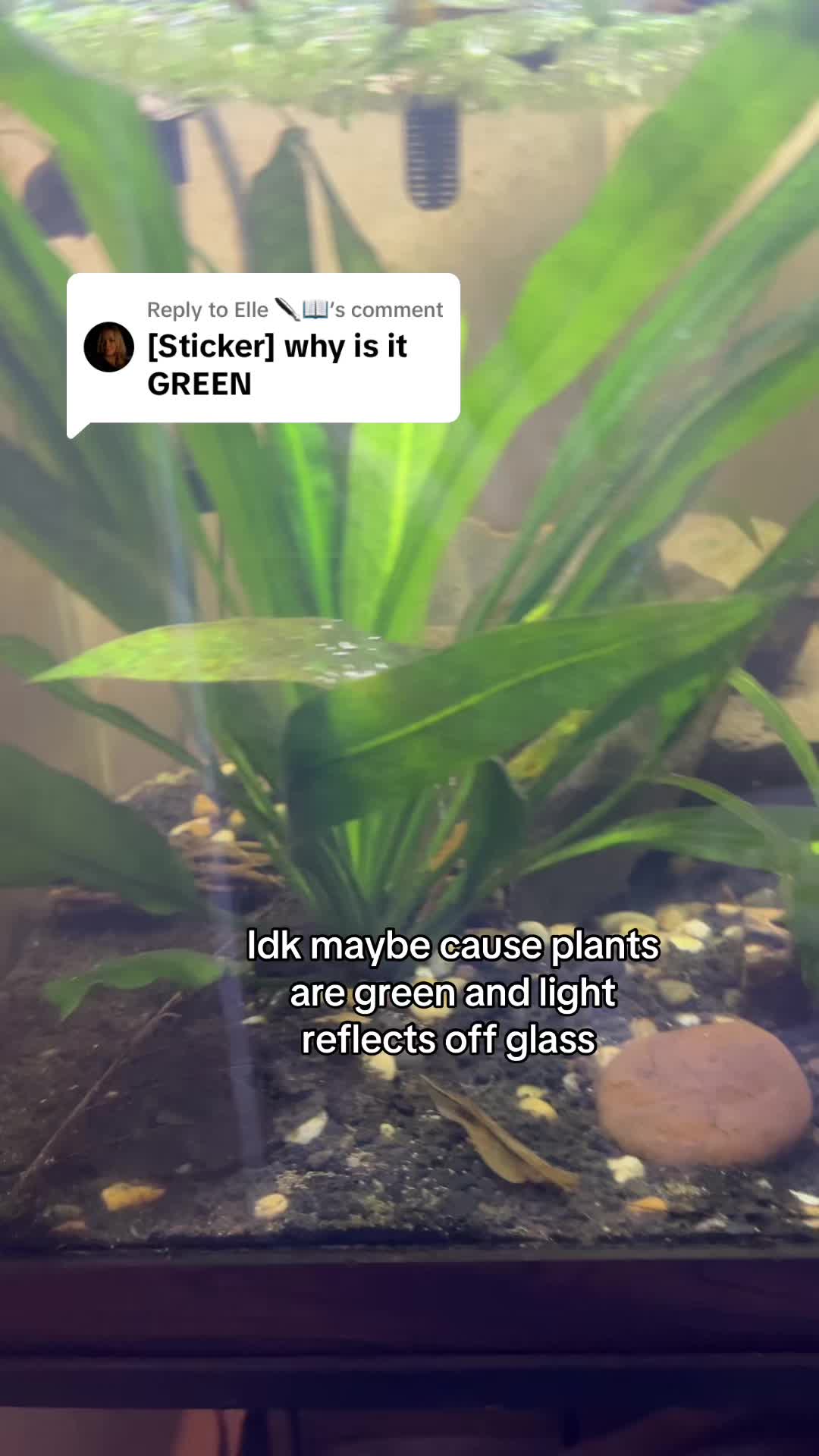 @gouramigrl