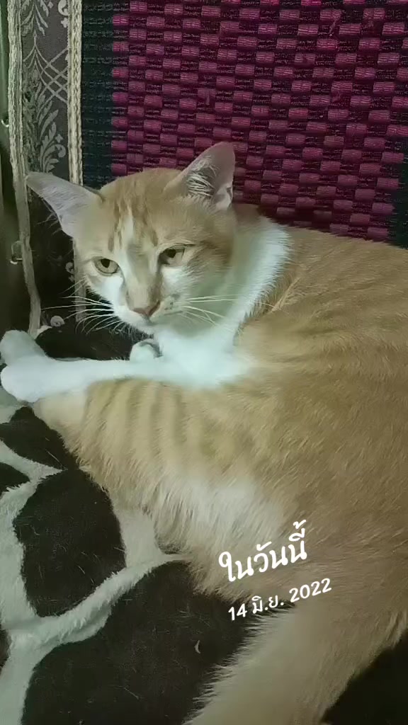 @ya1147
