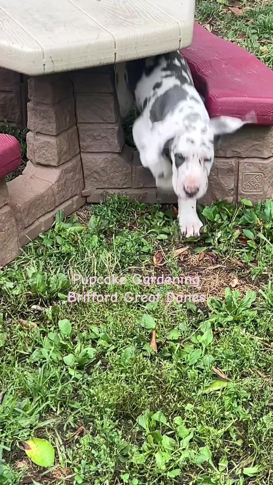 @Brifford Great Danes .com