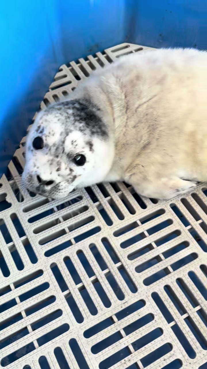 @Marine Mammal Rescue Society
