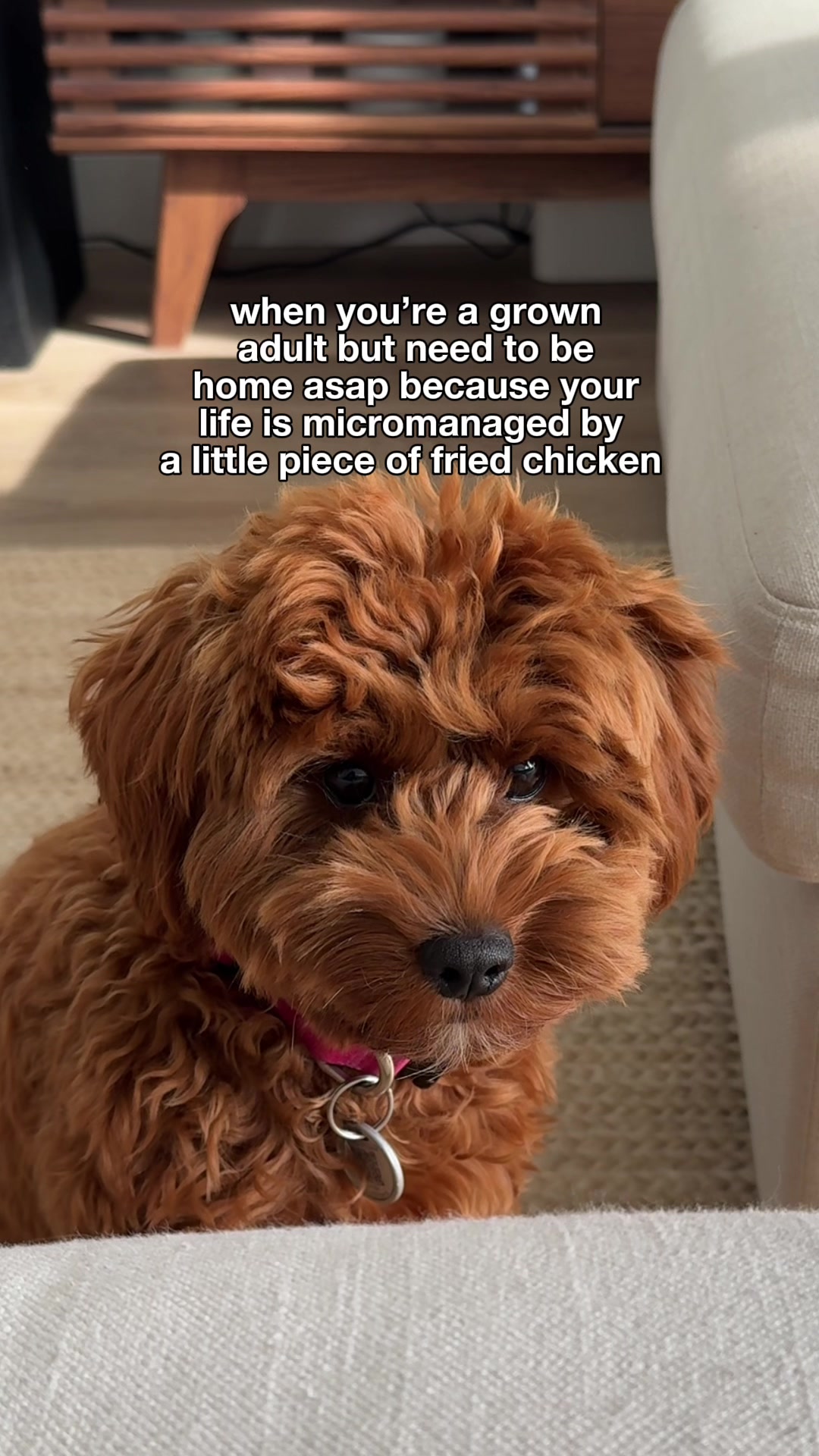 @Lilo The Cockapoo