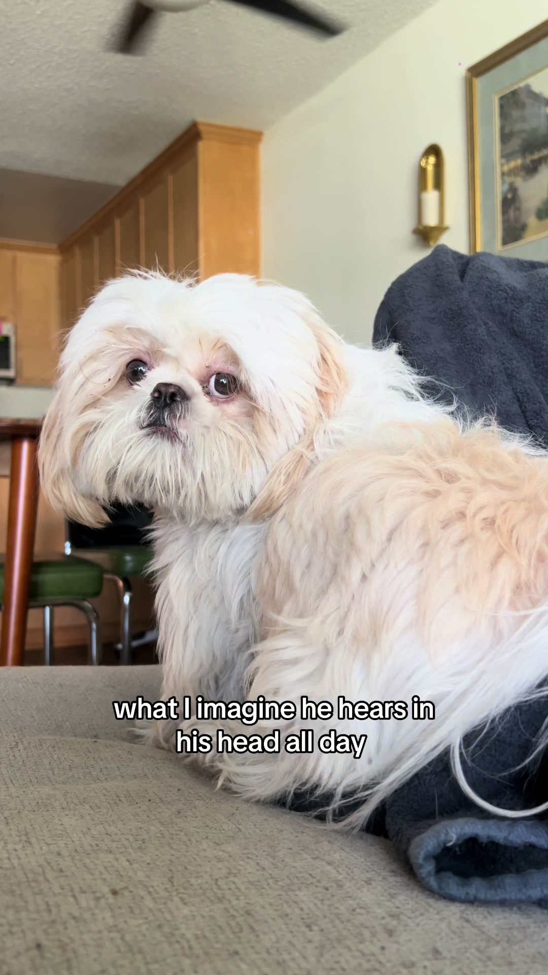 @Hugh the Shih Tzu