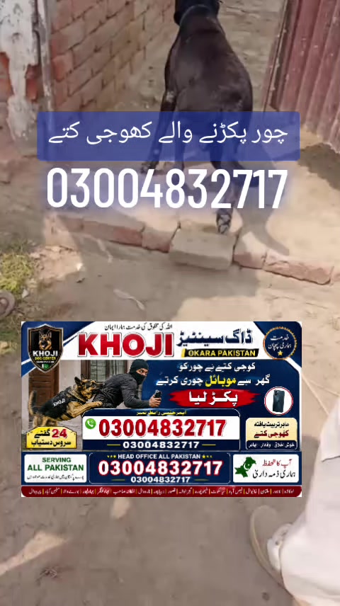 @khoji dog contact number