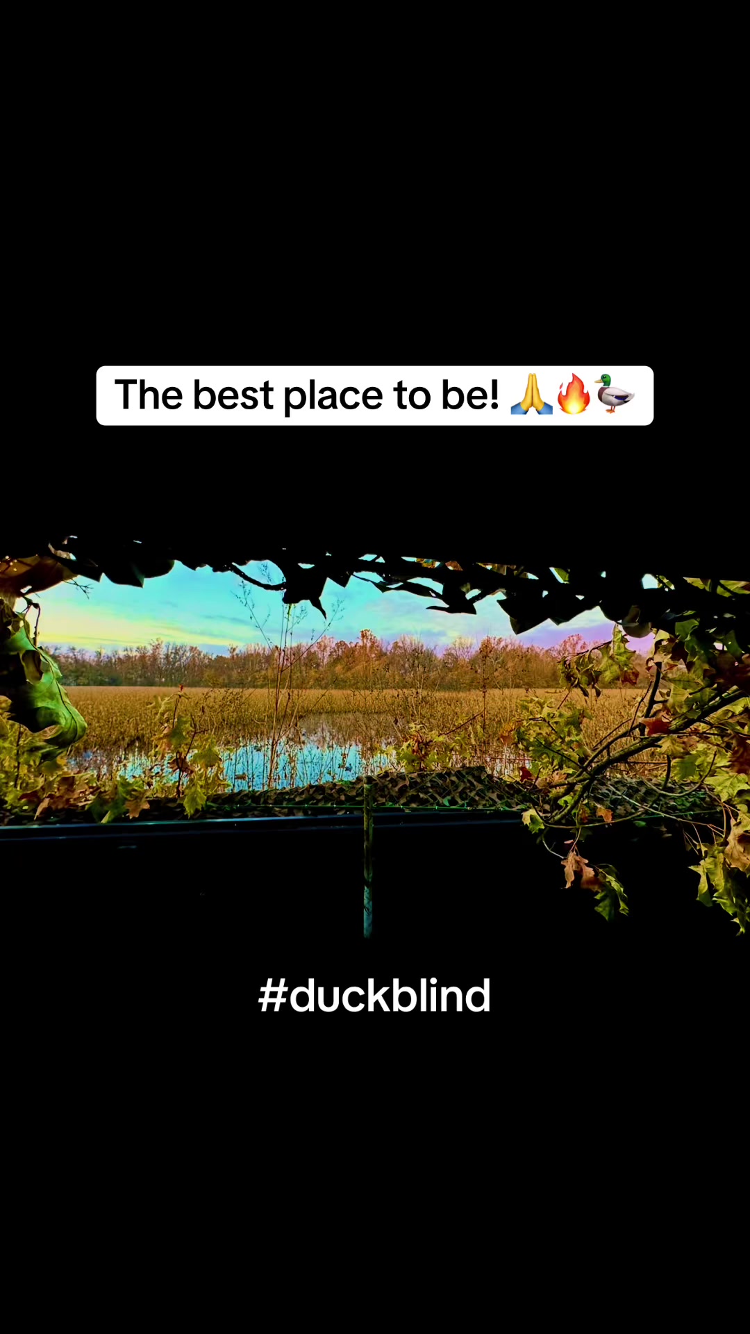 @nickduckman®🦆