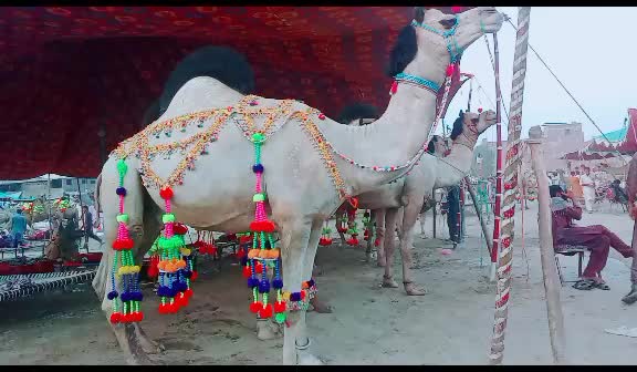 @مٹھو ❣کنگ