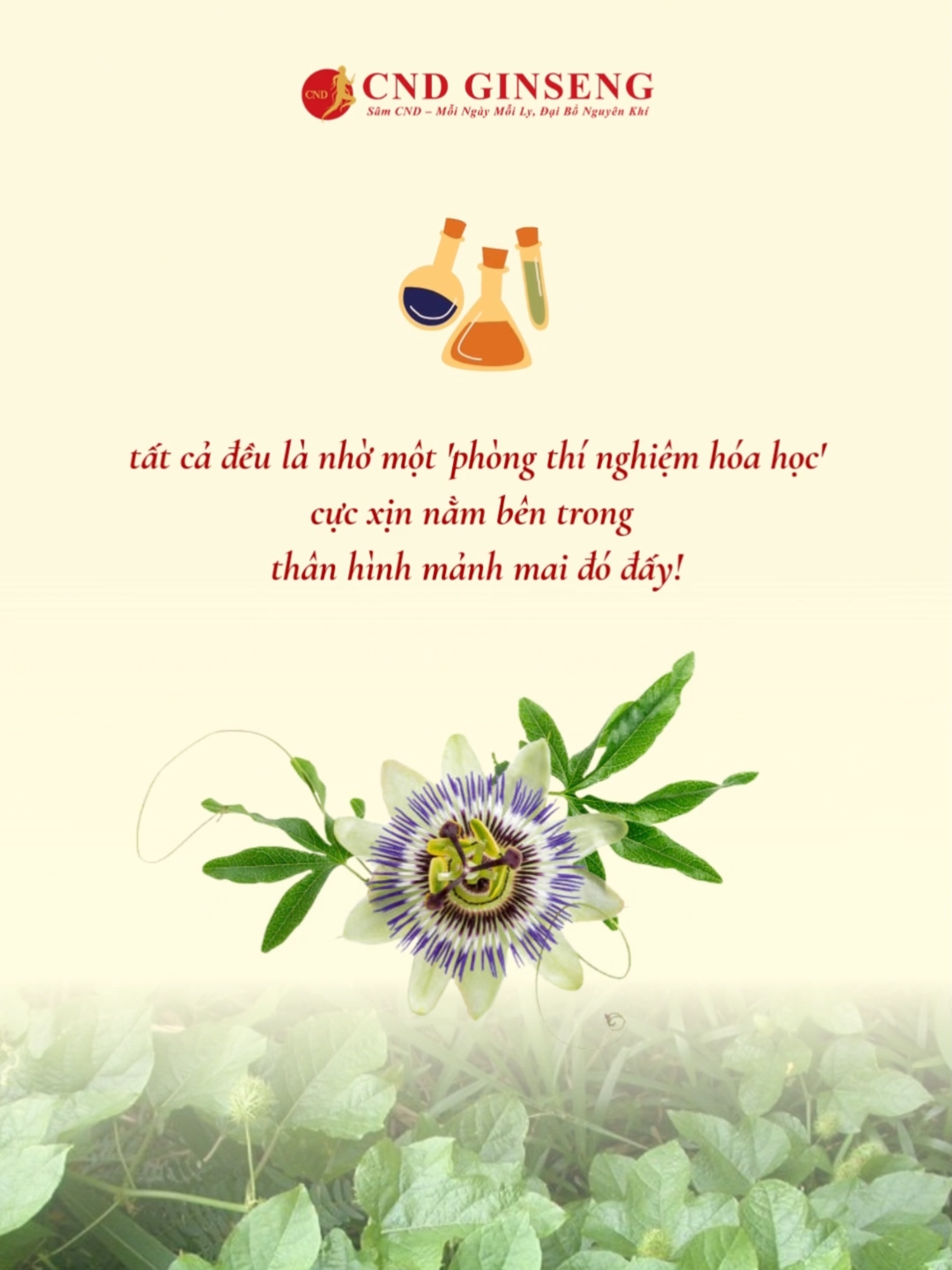 @CND GINSENG B&agrave; Rịa