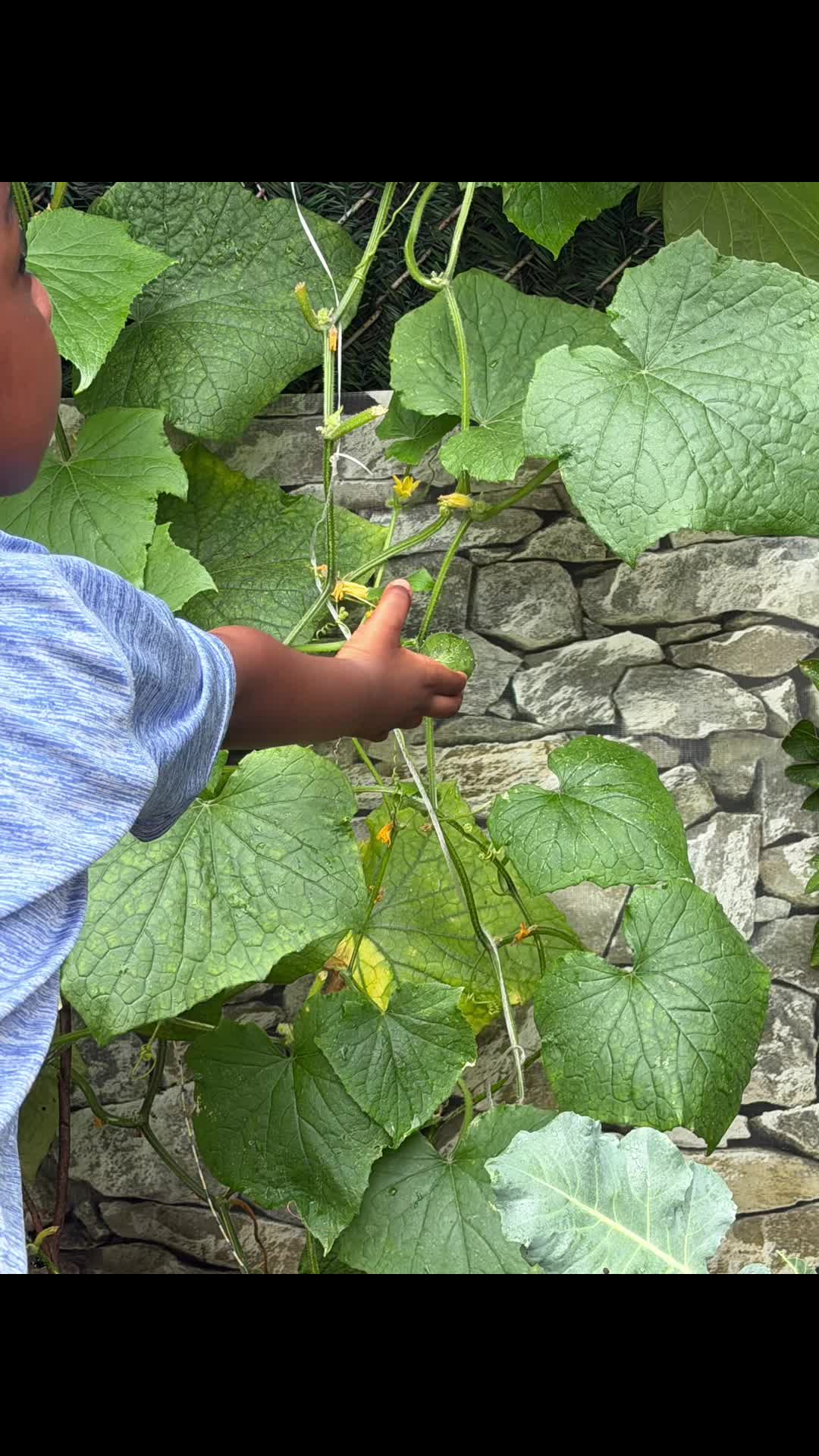 @Grace’s garden
