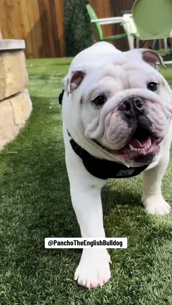 @PanchoTheEnglishBulldog