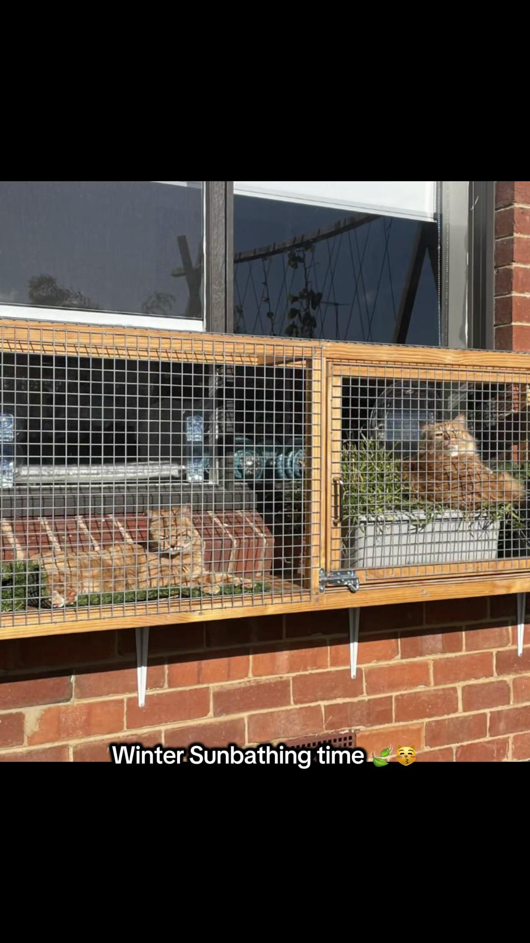 @Backyard Catio Builder