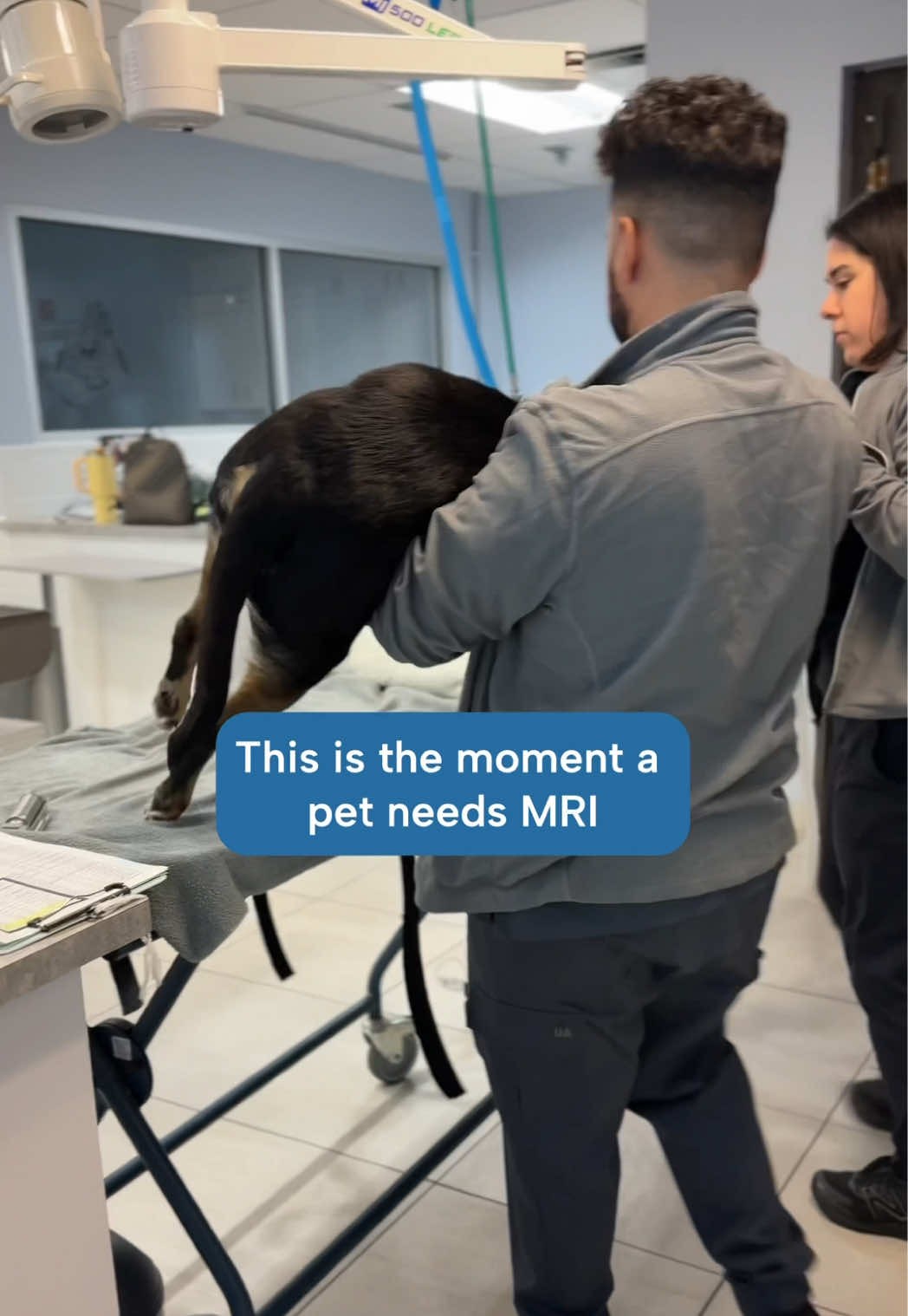 @Southeast Veterinary Neurology