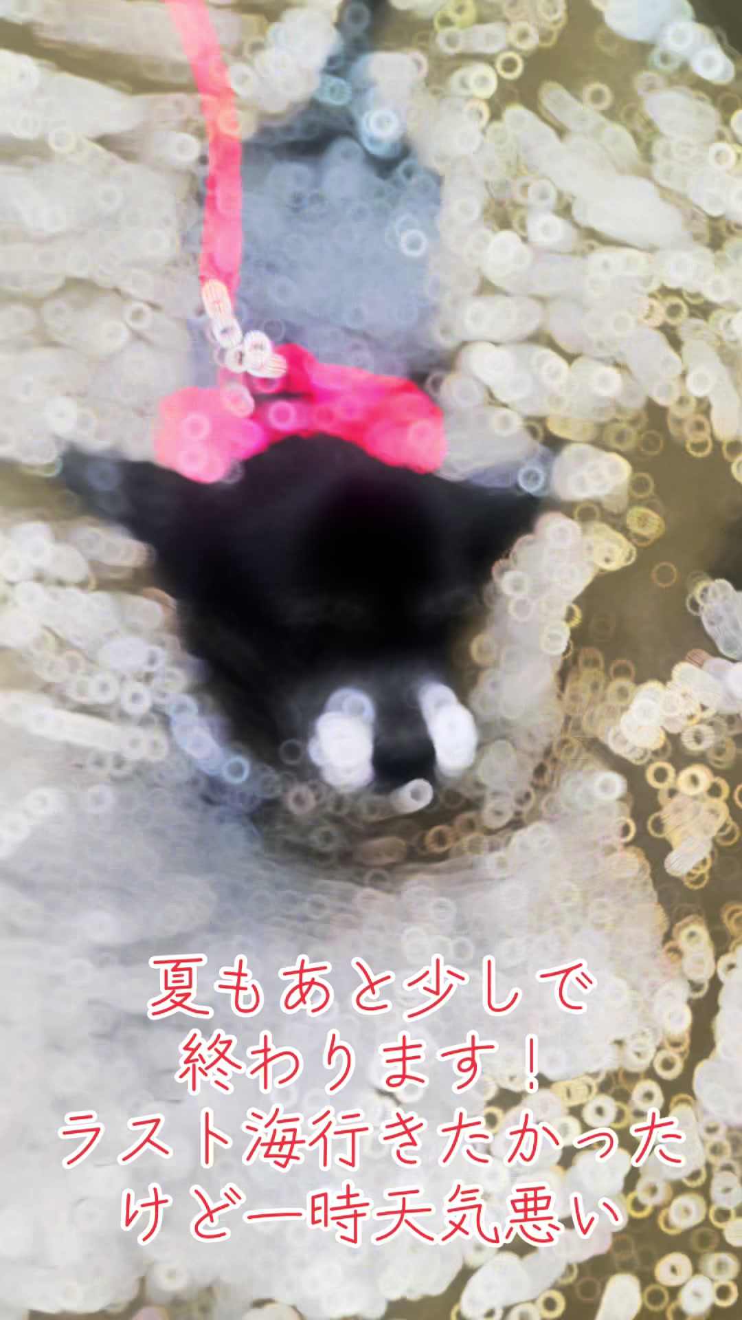 @オクラ