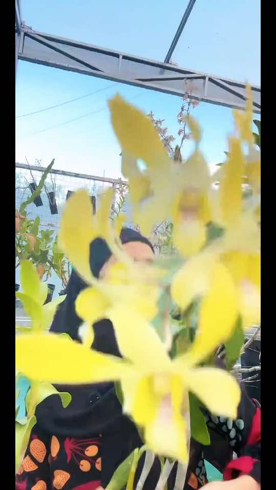 @Anggina Orchid