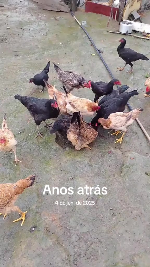 @Poliana Barbosa