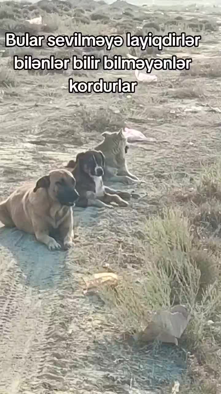 @Sahibsiz heyvanlara dəstək