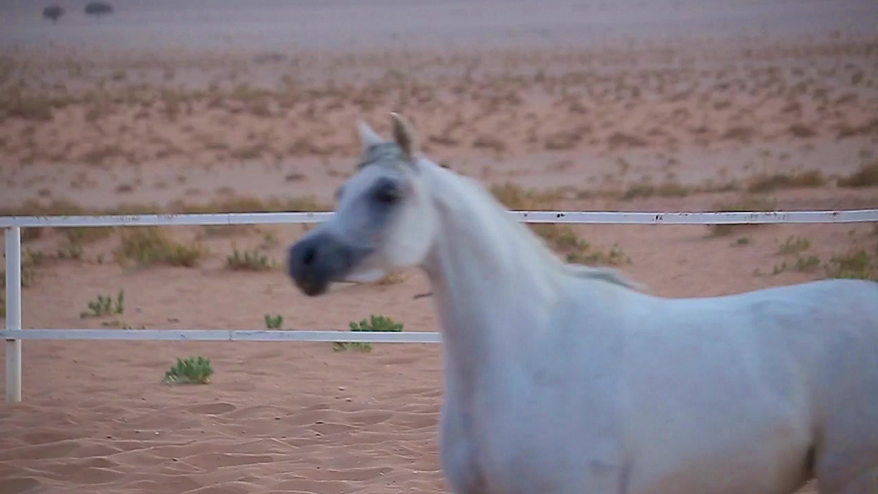 @محمد المساعد🐎📸