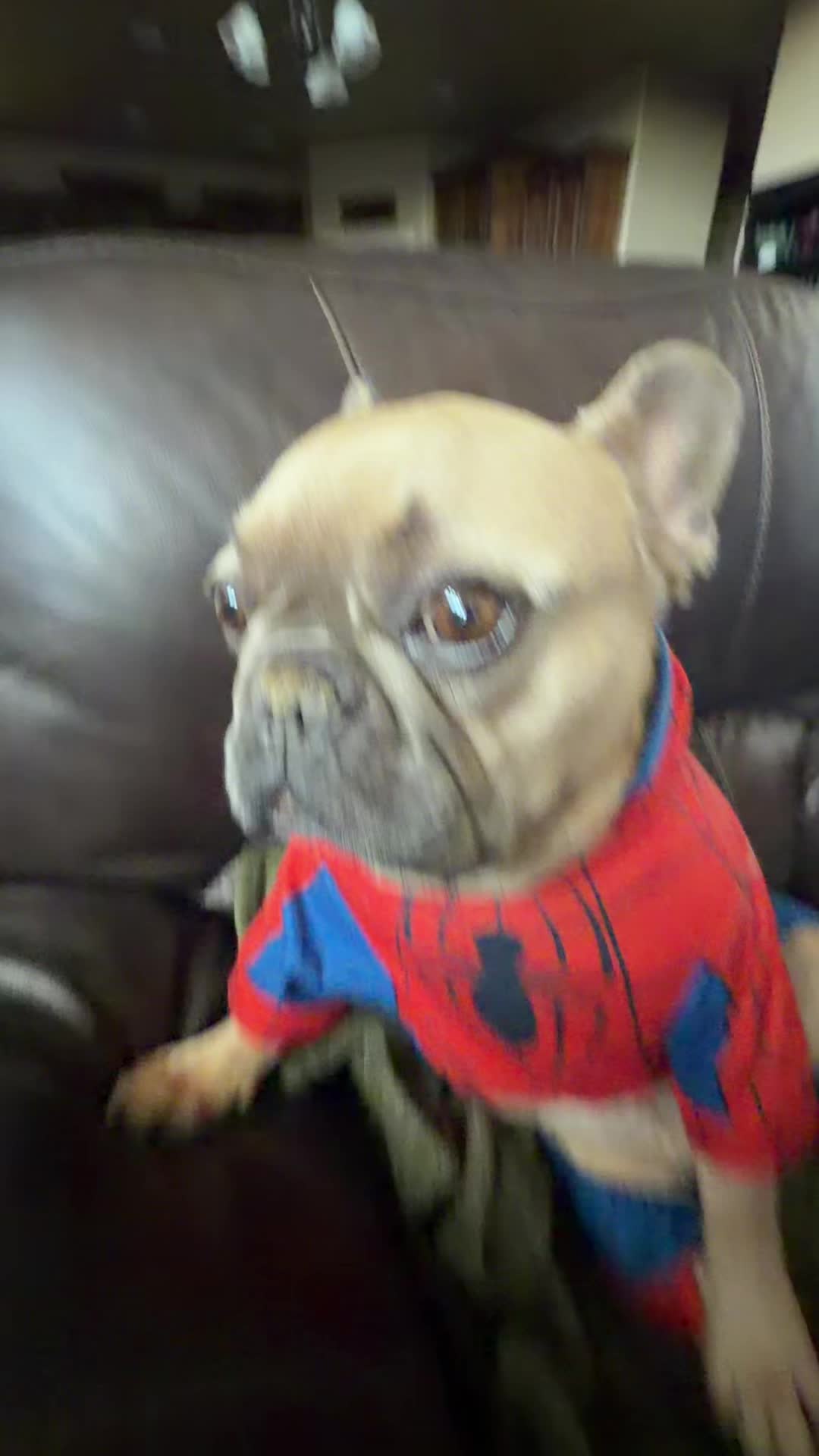 @bentleytheg0at