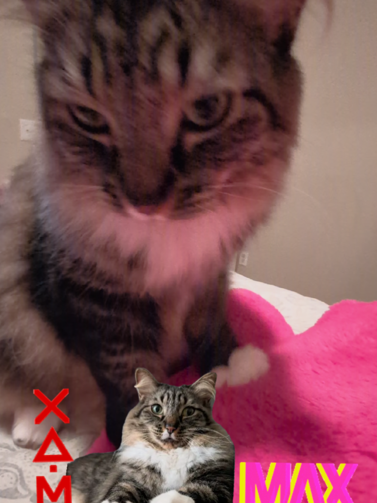 @RIEJ💘(ΦωΦ)🐈️🐾👑