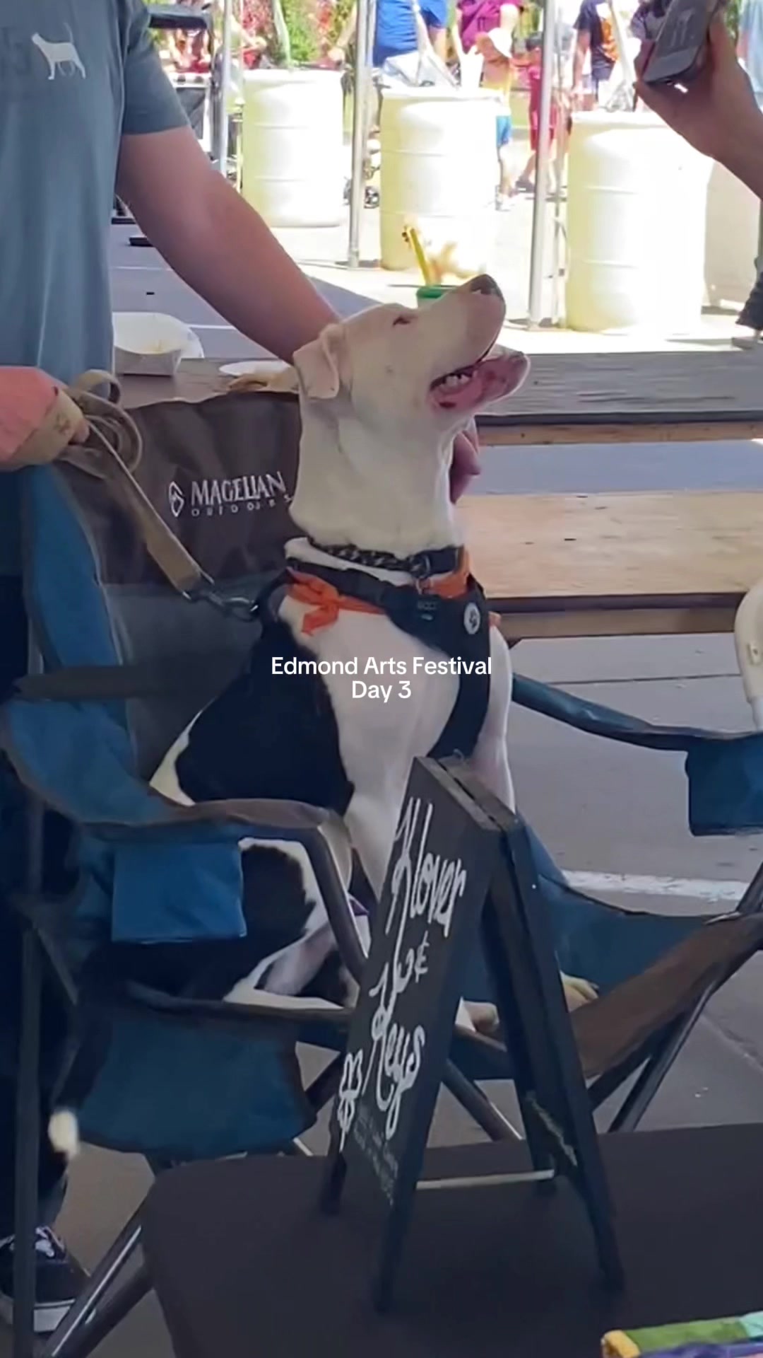 @405&ensp;Animal&ensp;Rescue