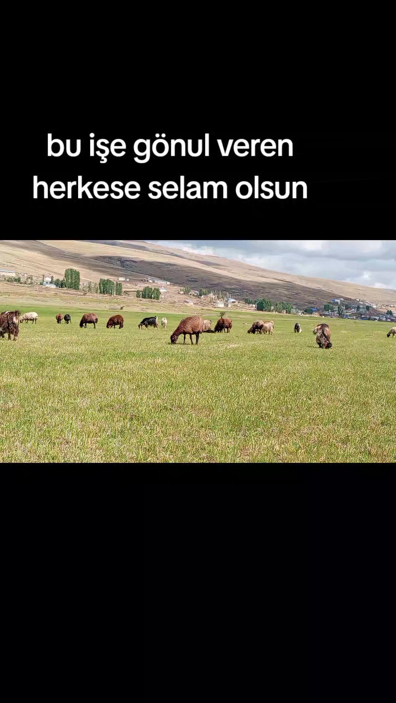 @çatlı şaho