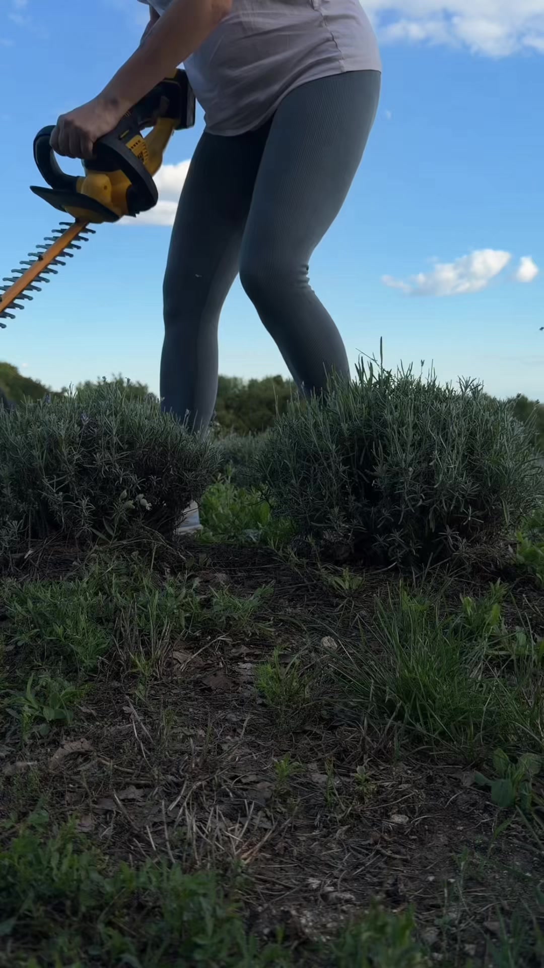 @Лавандові пагорби 😍
